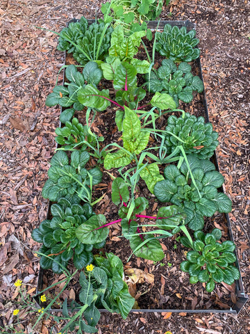 Raised bed garden densly planted with leafy green vegetables.