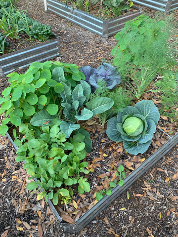 Raised vegetable garden bed.