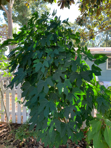Chaya growing in partial shade in Florida front yard.