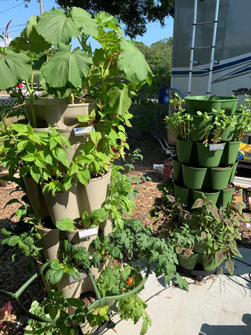 Two abundant vertical tower garden on Florida urban homestead.