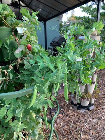 Snow peas growing in vertical garden