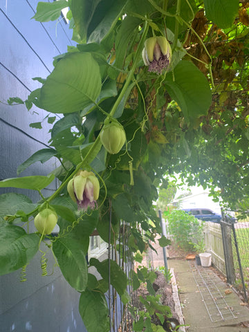 Passion fruit growing on trellis in Florida urban homestead.