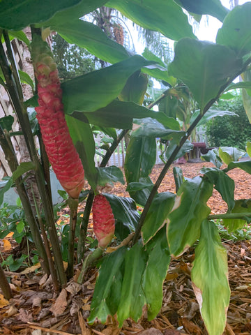 Ginger growing in partial shade in Florida backyard garden.