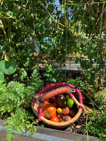 Florida vegetable garden with tomatoes and carrots.