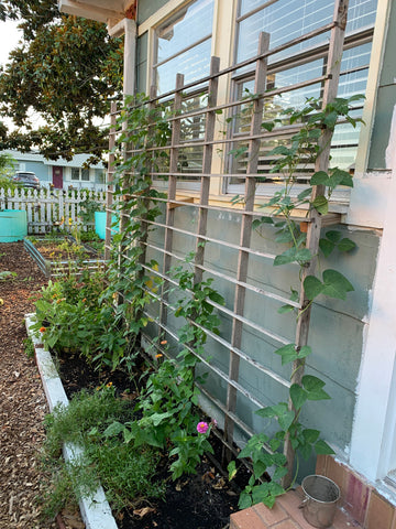 Trellis growing food in Florida vegetable garden.