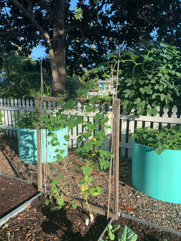 DIY vegetable garden trellis in Florida vegetable garden.
