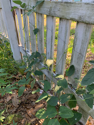 Vegetables growing along fence in Florida vegetable garden.