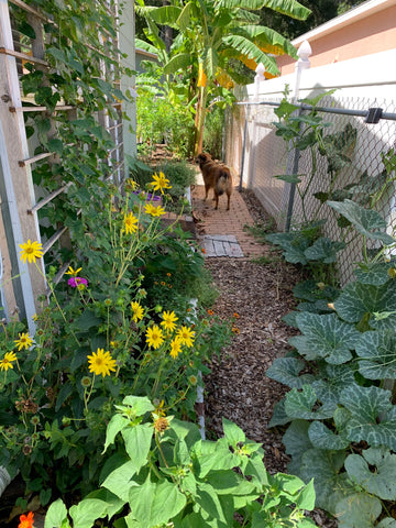 Small urban homestead pathway with vegetable garden.