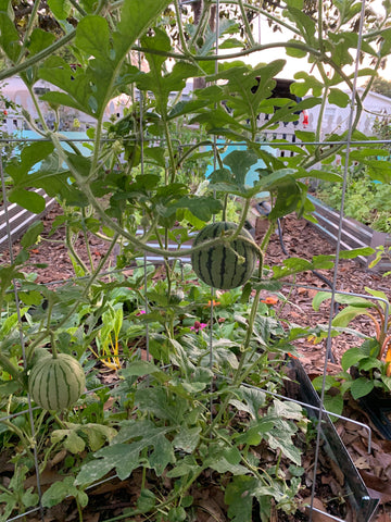 Watermelon growing in Florida on a trellis to save space.