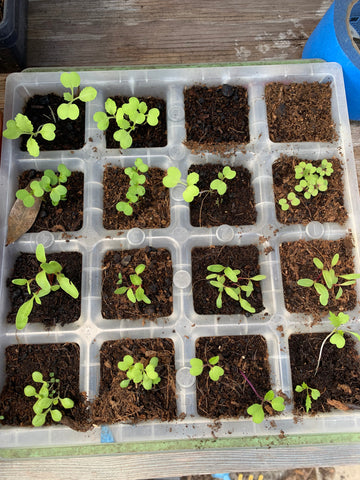 Germinating seeds in seed starting tray.