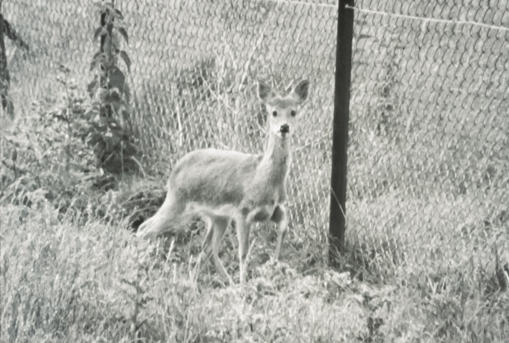 A Chinese Water Deer in the Showerings Grounds