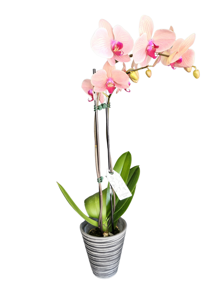 Orchidée Phalaénopsis – Reine des fleurs