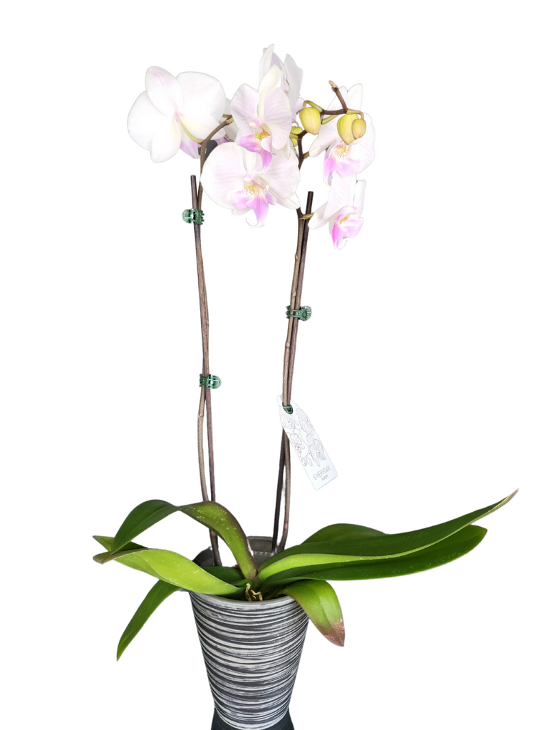 Orchidée Phalaénopsis – Reine des fleurs