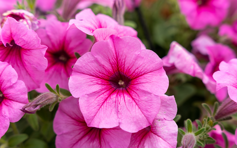 Pink petunias. Taken inside Hickey's Greenhouses.