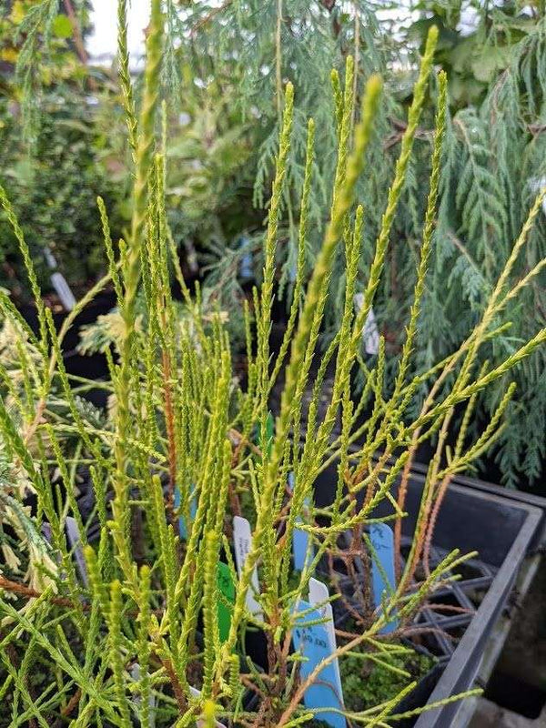 Thuja orientalis 'Franky Boy'#N# – Secret Garden Growers