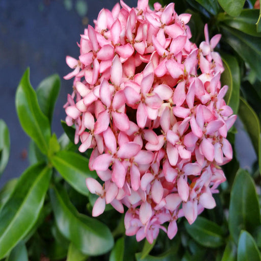 Ixora Mini Dwarf Pink - Flowering Plants — PlantsMarket
