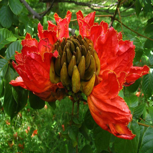 Spathodea campanulata - Flowering Trees — PlantsMarket