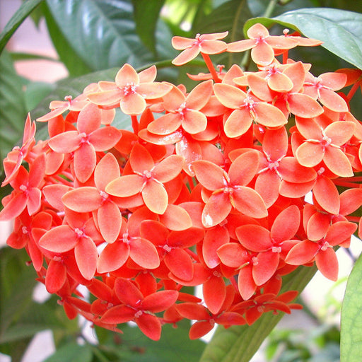 Ixora Mini Dwarf Pink - Flowering Plants — PlantsMarket