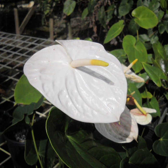Anthurium Andreanum White - Gift Plants — PlantsMarket