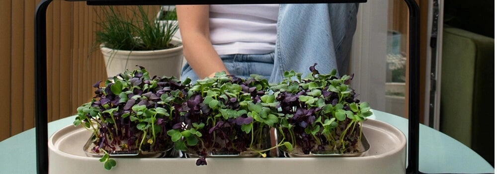 Beige ingarden with ingarden Radish Mix microgreens.