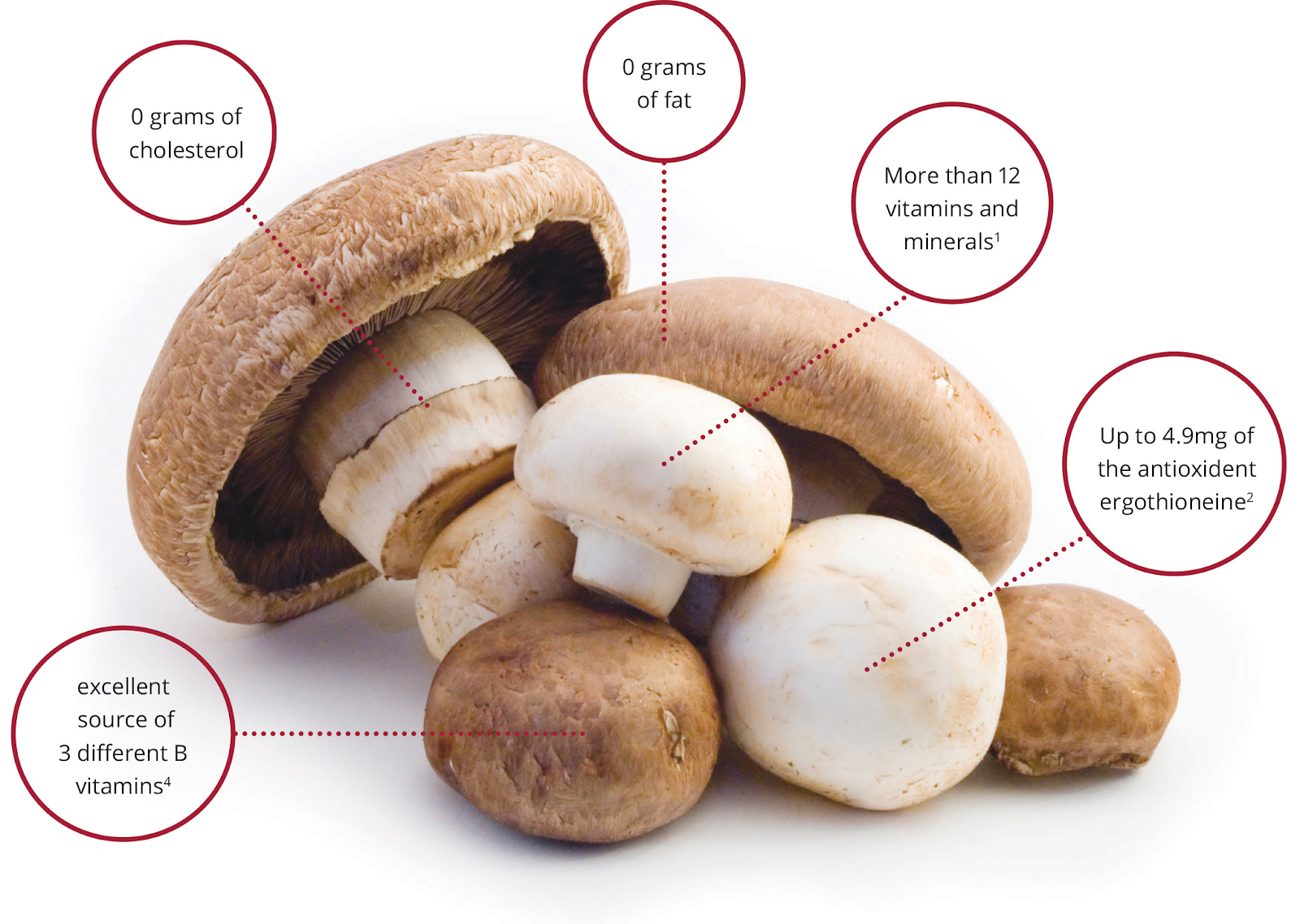 An Overview of Mushrooms
