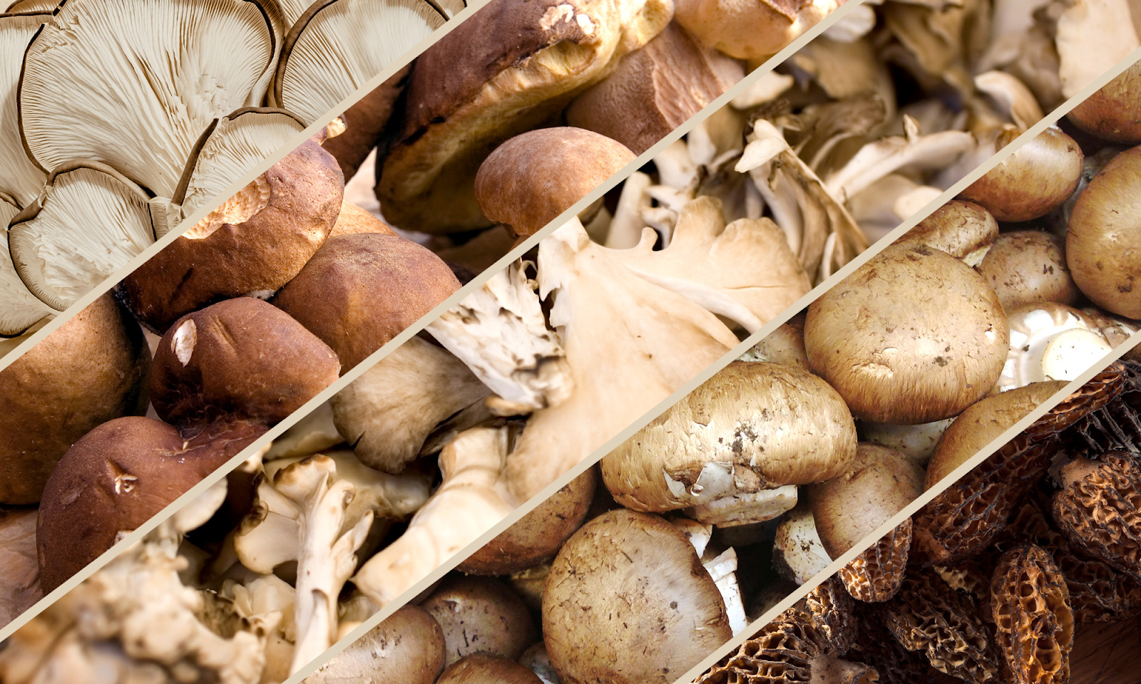 Mushroom Powder and Fresh Mushrooms: A Comprehensive Comparison