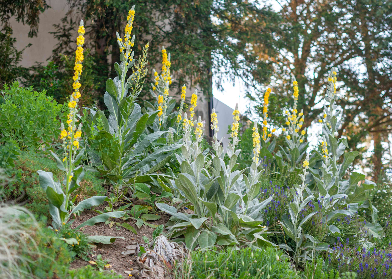 Strategies for Impeccable Mullein Leaf Oil