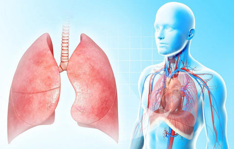 A picture containing close-up of human respiratory system