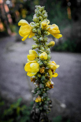 A picture containing close-up of a mullein plant