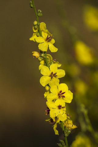 A picture containing mullein leaves