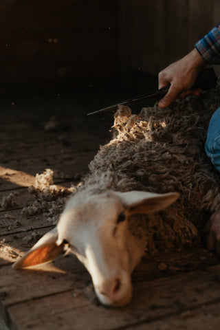 Shearing sheep is vital for their health and comfort. 