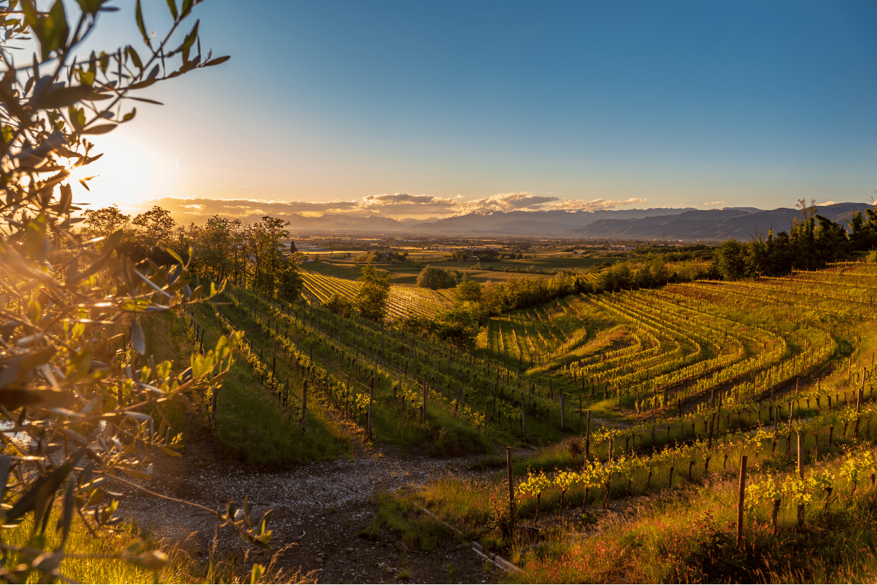 Vallata al tramonto tra le vigne - Friuli Venezia e Giulia