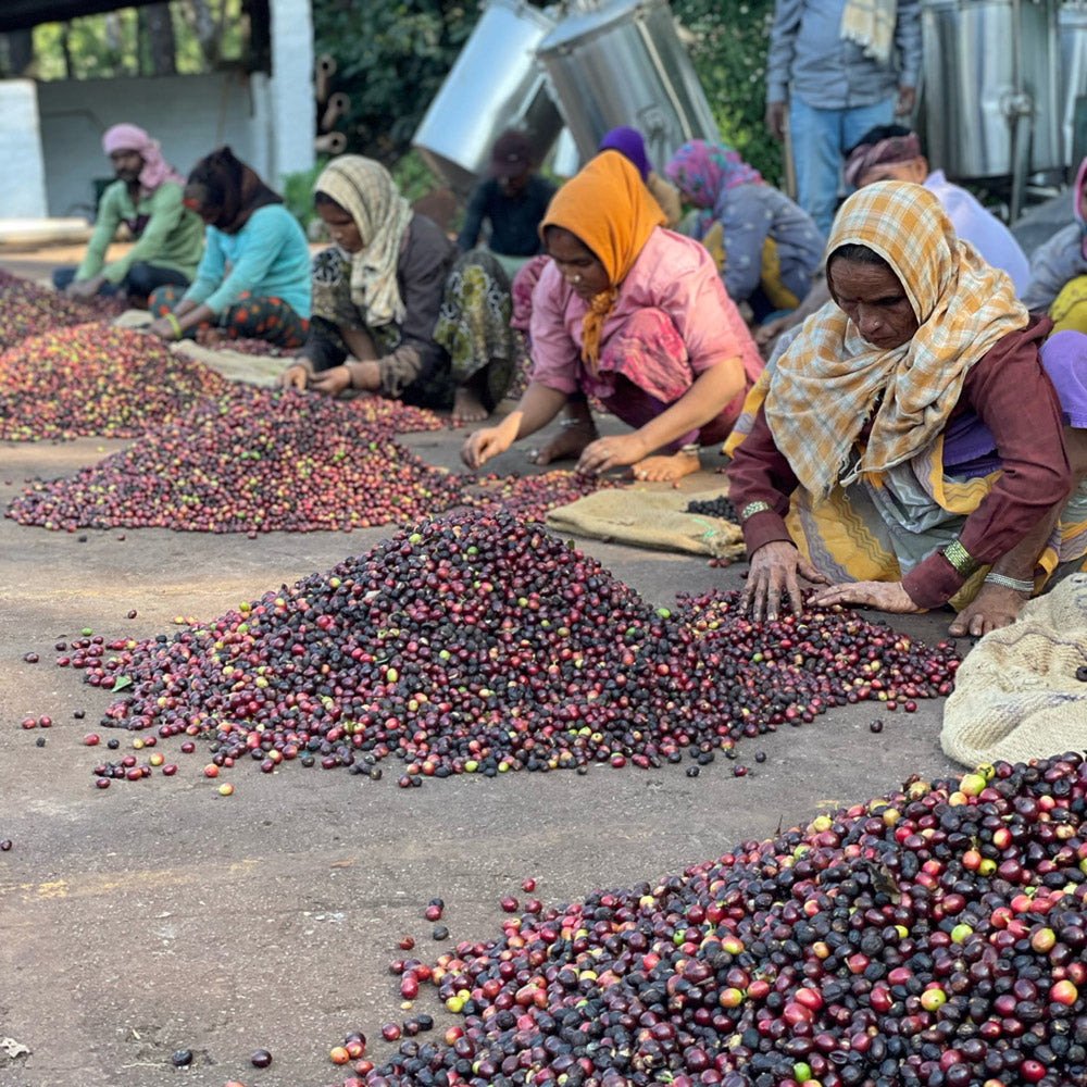 Kaffee-Herstellung-Ernte-Sortierung-Indien-Malabar