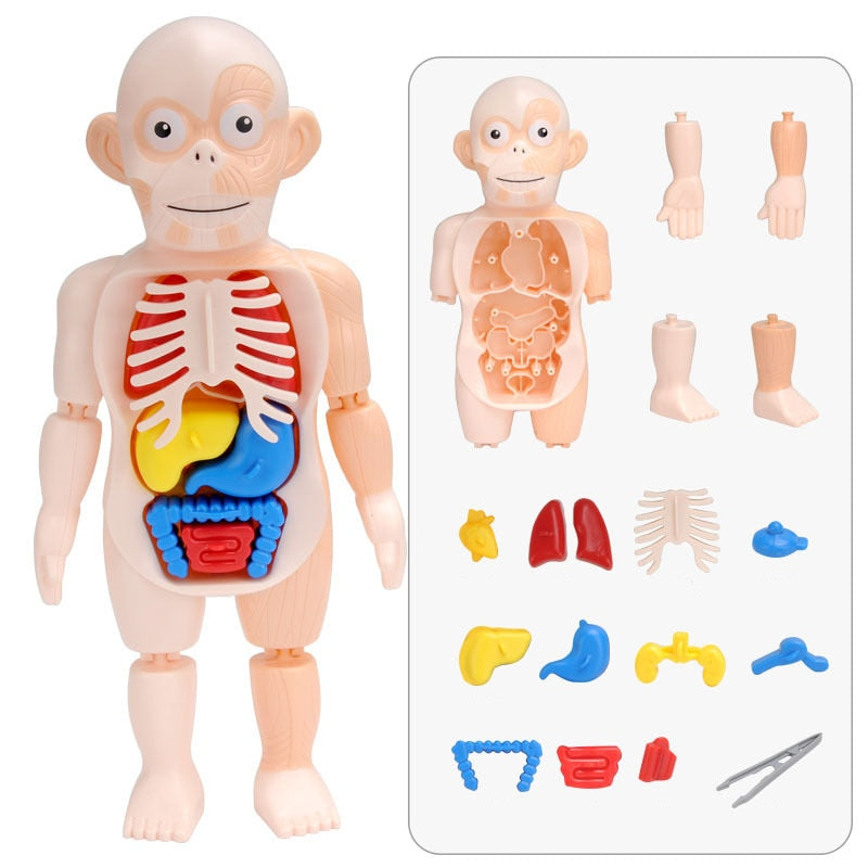Vollständiges Set von Anatomie Spielzeug Teilen