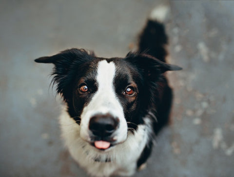 border collie