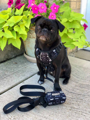 Arlo the pug in Monsieur harness using the front d-ring