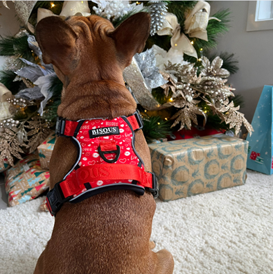 Bisous dog harness on French Bulldog in front of Christmas tree