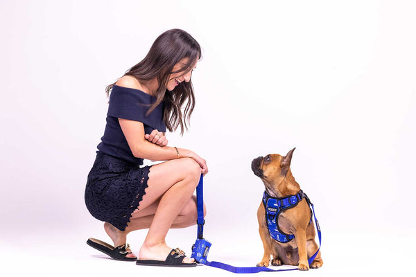 French Bulldog in blue Saint Tropez dog harness