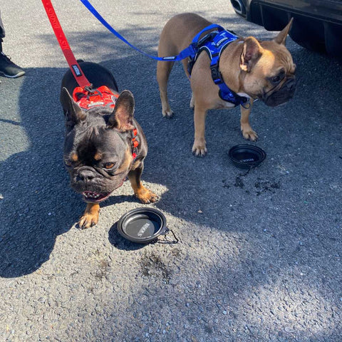 French Bulldogs drinking from travel water bowls after a dog walk in the park