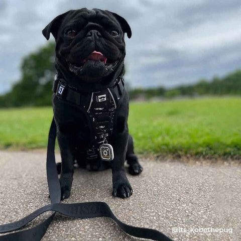 Kobe the pug in Monsieur harness