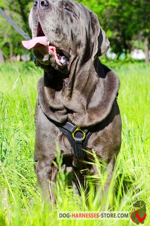 Leather Mastiff Neapolitan Harness for Walking and Tracking