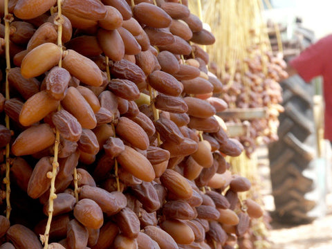 Chà là nguyên cành NOURI Dates Deglet Nour