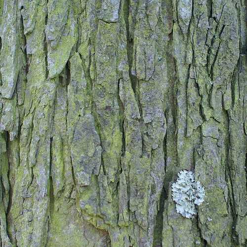 horse chestnut tree bark