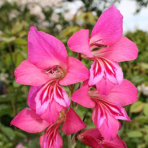 Gladiolus communis ssp. byzantinus – Future Forests