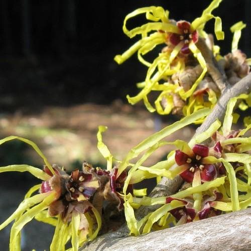 Hamamelis x intermedia, 'Athena' Witch Hazel – Cricket Hill Garden