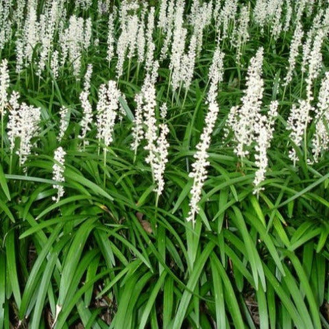 liriope muscari white