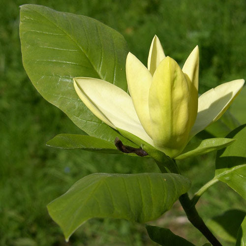 Magnolia Daphne – Future Forests