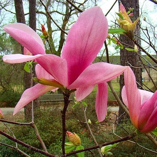 Magnolia Daybreak – Future Forests