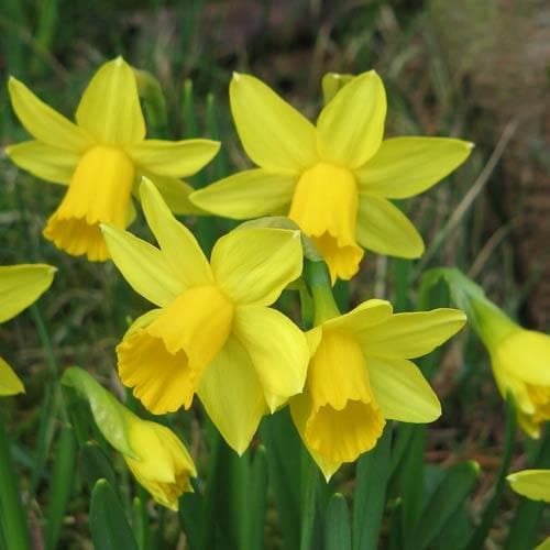 Daffodil (Narcissi) Tete-a-tete – Future Forests