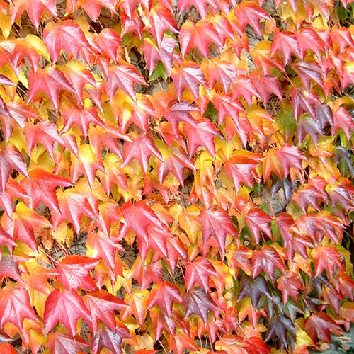 Parthenocissus 'Fenway Park' – the original plant - Graham's Garden